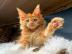 Maine-Coon-K�tzchen mit Papieren