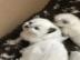 Super s��e Ragdoll K�tzchen K�tzchen Reg