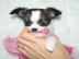 Mini Chihuahua Welpen (weiblich) &(m�nnl