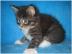 Maine Coon K�tzchen