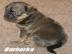 Griffon Br�sseler, Belgischer