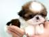 Shih Tzu Welpen whatsapp Nummer +4365048