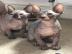 Sphynx Sphynx K�tzchen s��e Super