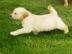 Liebevolle Golden Retriever Welpen f�r R