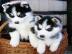 Siberian Husky-Welpen zur Vermittlung