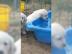 Reinrassige Golden Retriever Welpen