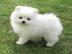 Mini Pomeranian Zwergspitz welpen. 