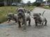 American Pitbull Welpen Blueline Bluelin