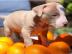 American Staffordshire Pitbull Terrier