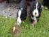 Berner Sennhund Welpen
