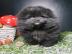 MINI schwarzer Pomeranian Spitz Welpe