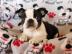 S��e Boston Terrier Welpen