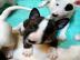 Zuckers??e Bull terrier Welpen