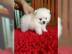 MINI Pomeranian Spitz Boo Welpe