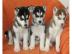 Siberian Husky Welpen, mit VDH/FCI Papie