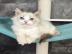 Wundersch�ne Bluebell-Ragdoll-Katzen zur