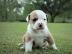 english bulldog puppy