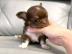 Chihuahua Welpen Chihuahua welpen Ahnen