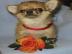 Chihuahua Welpe Langhaar R�de
