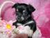 Super s��e MINI chihuahua welpen
