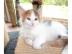 Norwegian K�tzchen f�r Ihr Zuhause,