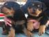 Zuckers??en Rottweiler Welpen abzugeben