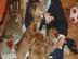 S��e Sheltiewelpen