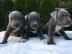 Amstaff Welpen WhatsApp nummer +43650485