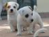 Verf?gbar Jack Russell Welpen Terrier