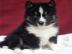 POMSKY WELPEN MIT PAPIEREN