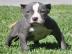 American Pitbull rednose Welpen