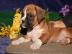 Boxer welpen Weiblich und m�nnlich