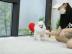 Treffen Sie Prinzessin ein sch�nes klei