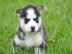 Reinrassige Sibirien Husky Welpen