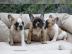 Unsere Reinrassige Franz�sische Bulldogg