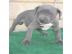 Liebevolles American Blue-Line Pit Bull