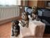 Reinrassig Yorkshire Terrier Welpen
