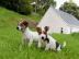 Reinrassige Jack-Russel Welpen