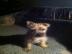 Cairn Terrier Welpen zu Verkaufen
