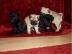 3 Super s��e mini Mops Welpen suchen neu