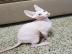 Sphynx K?tzchen. . 