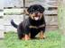 Entz�ckende Rottweiler M�nner und Frauen