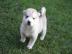 Husky R�de