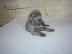 Weimaraner (Kurzhaar) Reinrassige Welpen