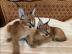 Serval und Savannah Caracal K�tzchen zur