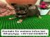 s��e MINI chihuahua welpen mit Papieren