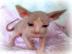 Reine Hairless Sphynx K�tzchen