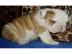 Liebevolles Englische Bulldogge Welpen m