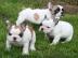 Franzsische Bulldoggen babys