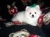 Zwergspitz/ Pomeranian Welpe